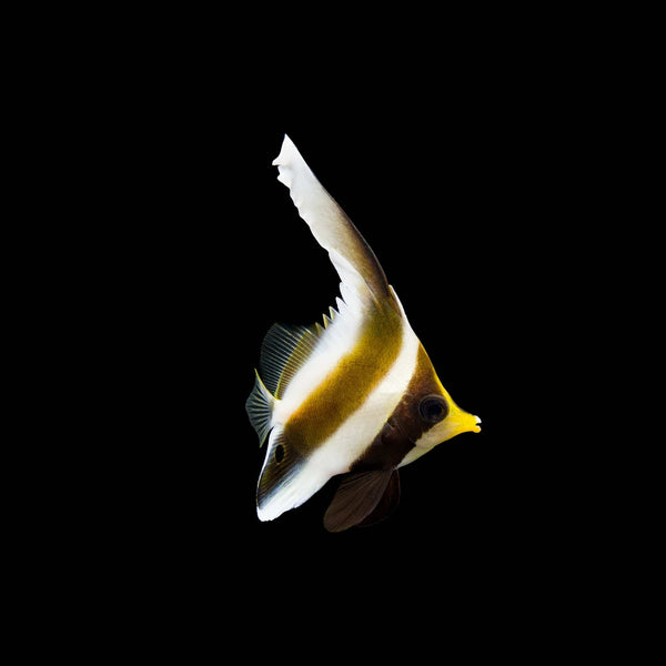 Three Band Pennant Butterflyfish (Heniochus Chrysostomus) saltwater aquarium fish