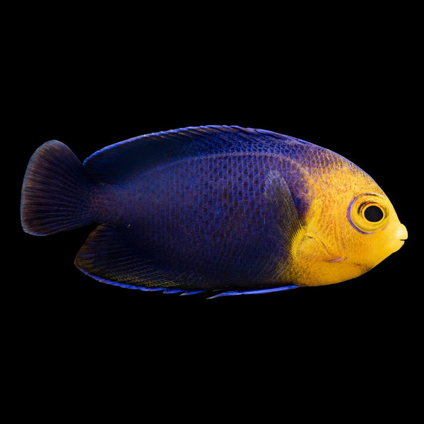 Tigerpyge Angelfish (Centropyge Sp.) saltwater aquarium fish