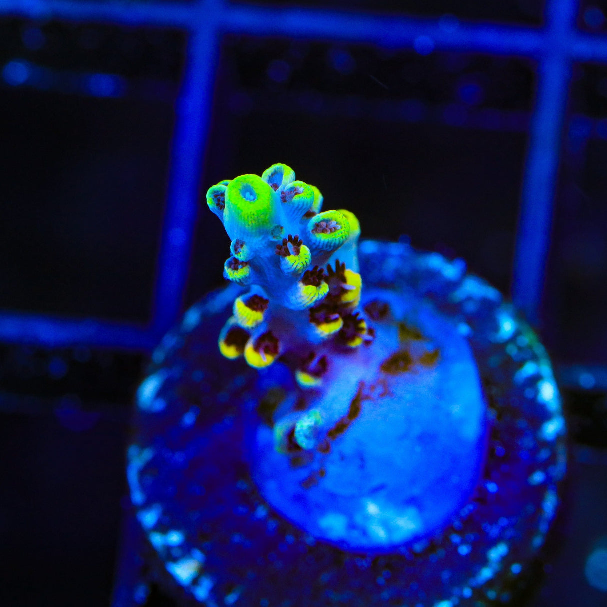 Afterparty Acropora Coral