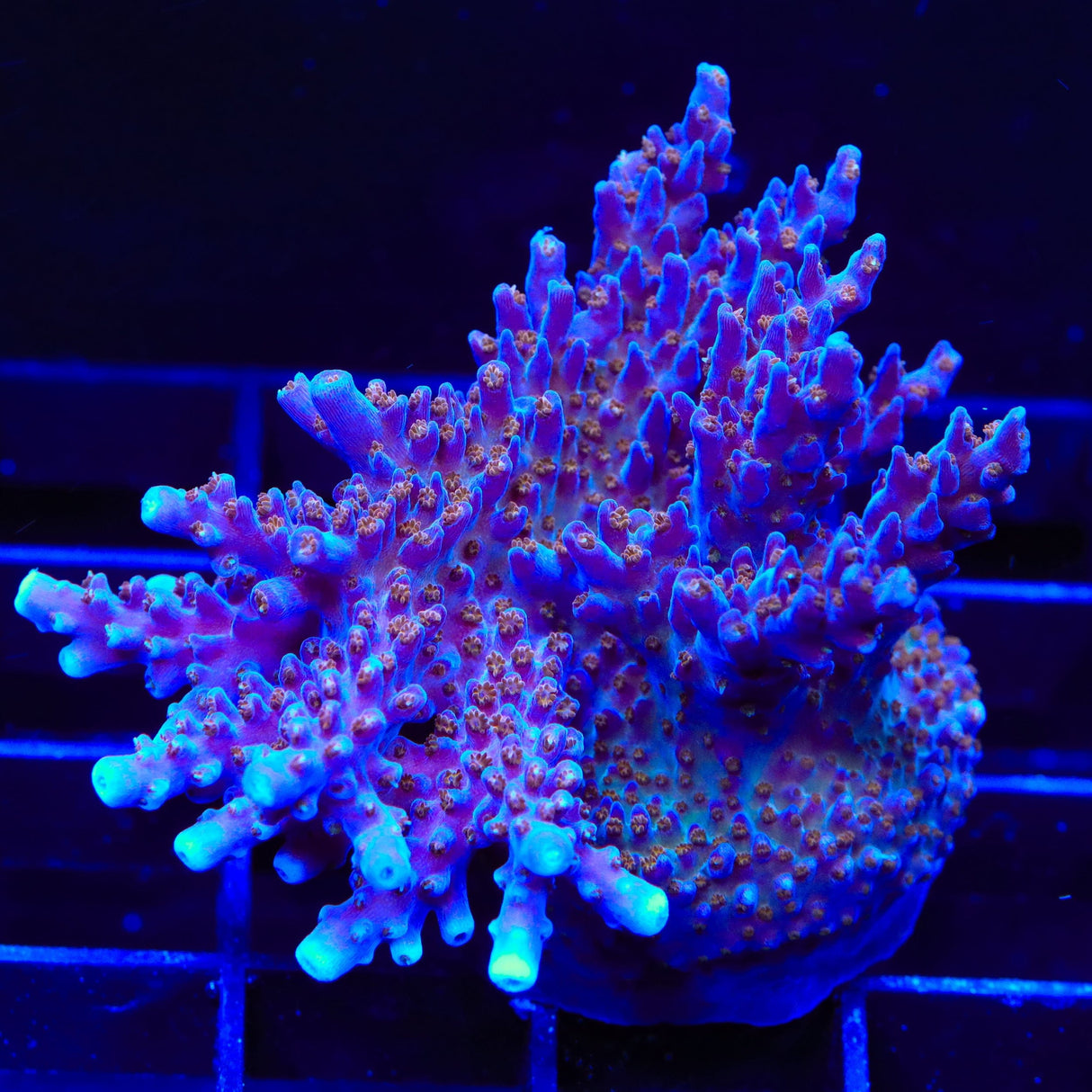 ARC Fireworks Acropora Coral