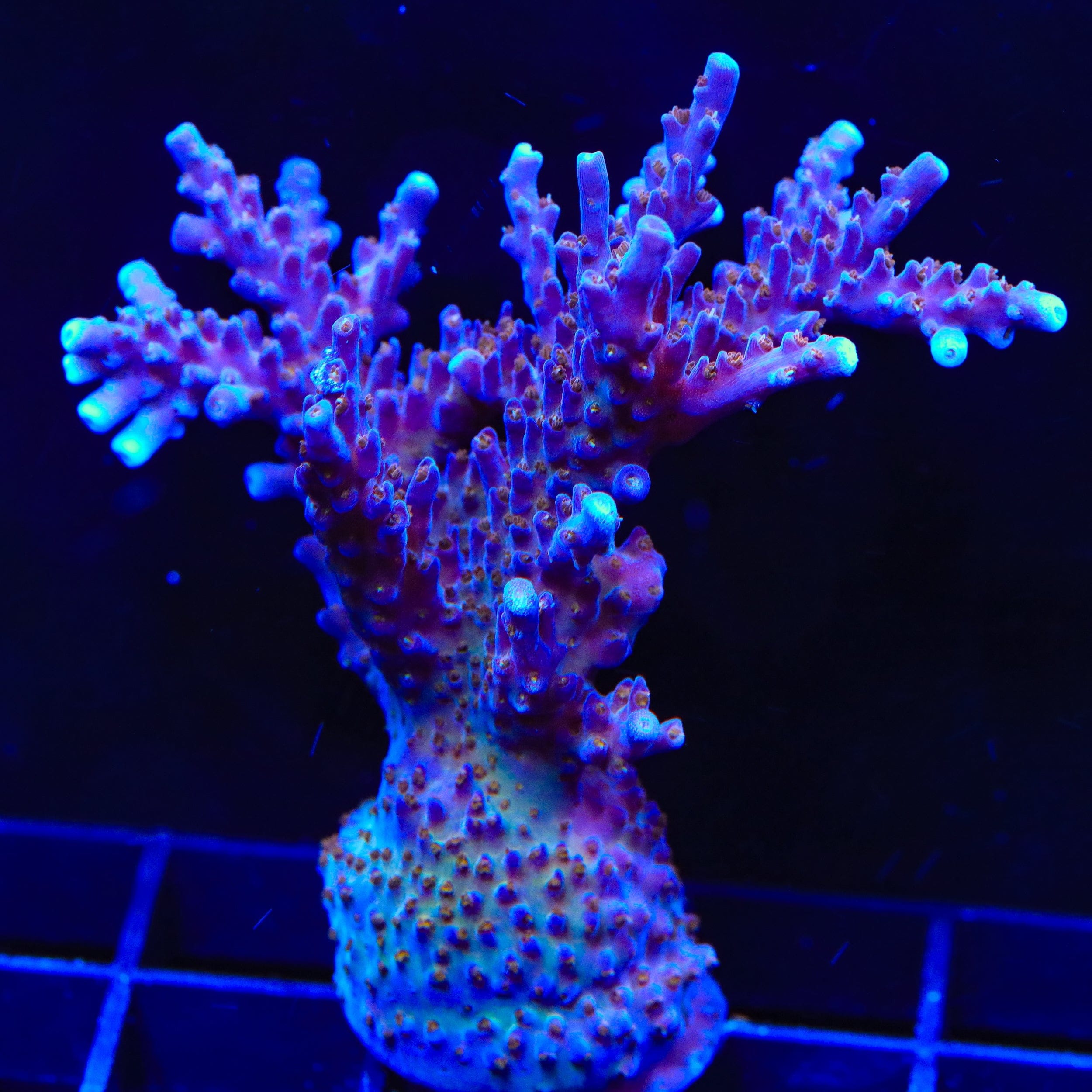 ARC Fireworks Acropora Coral – Top Shelf Aquatics