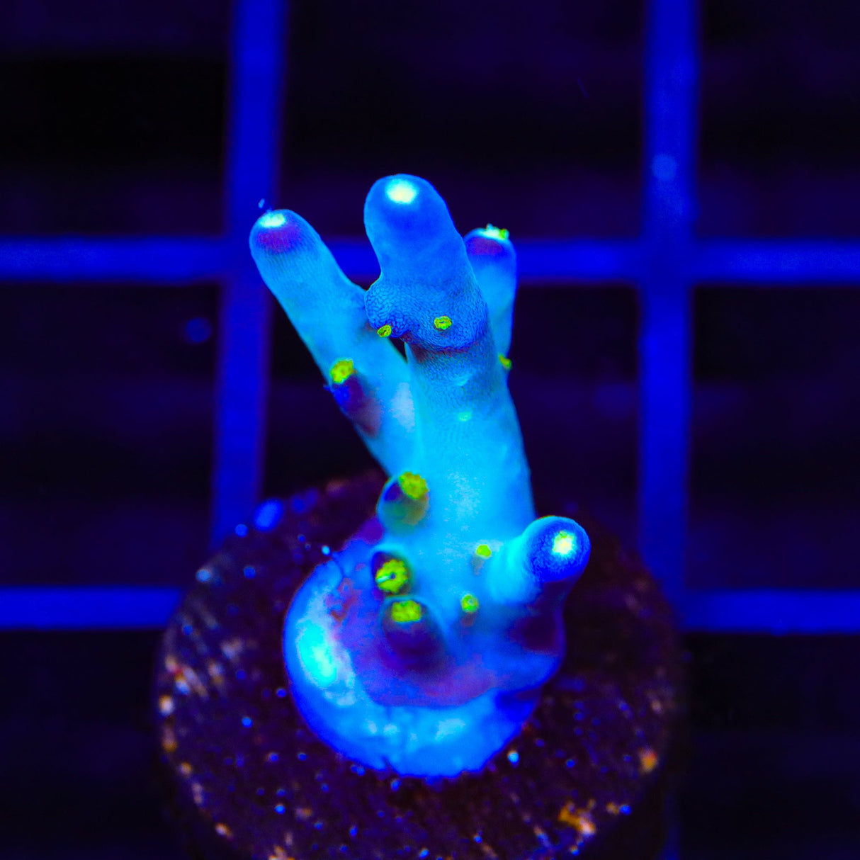 Ari's Avalanche Acropora Coral