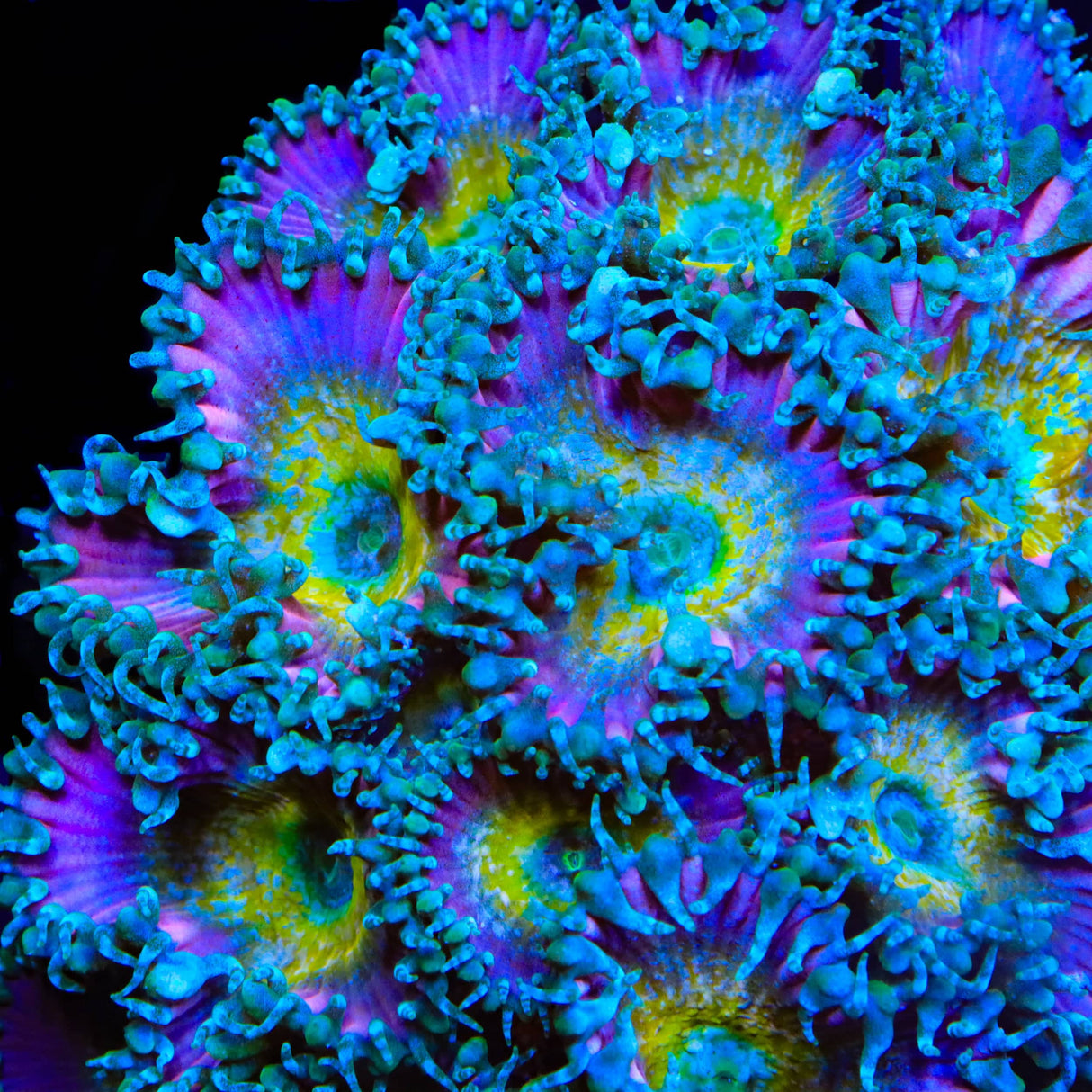 Beauty and The Beast Palythoa Zoanthids Coral