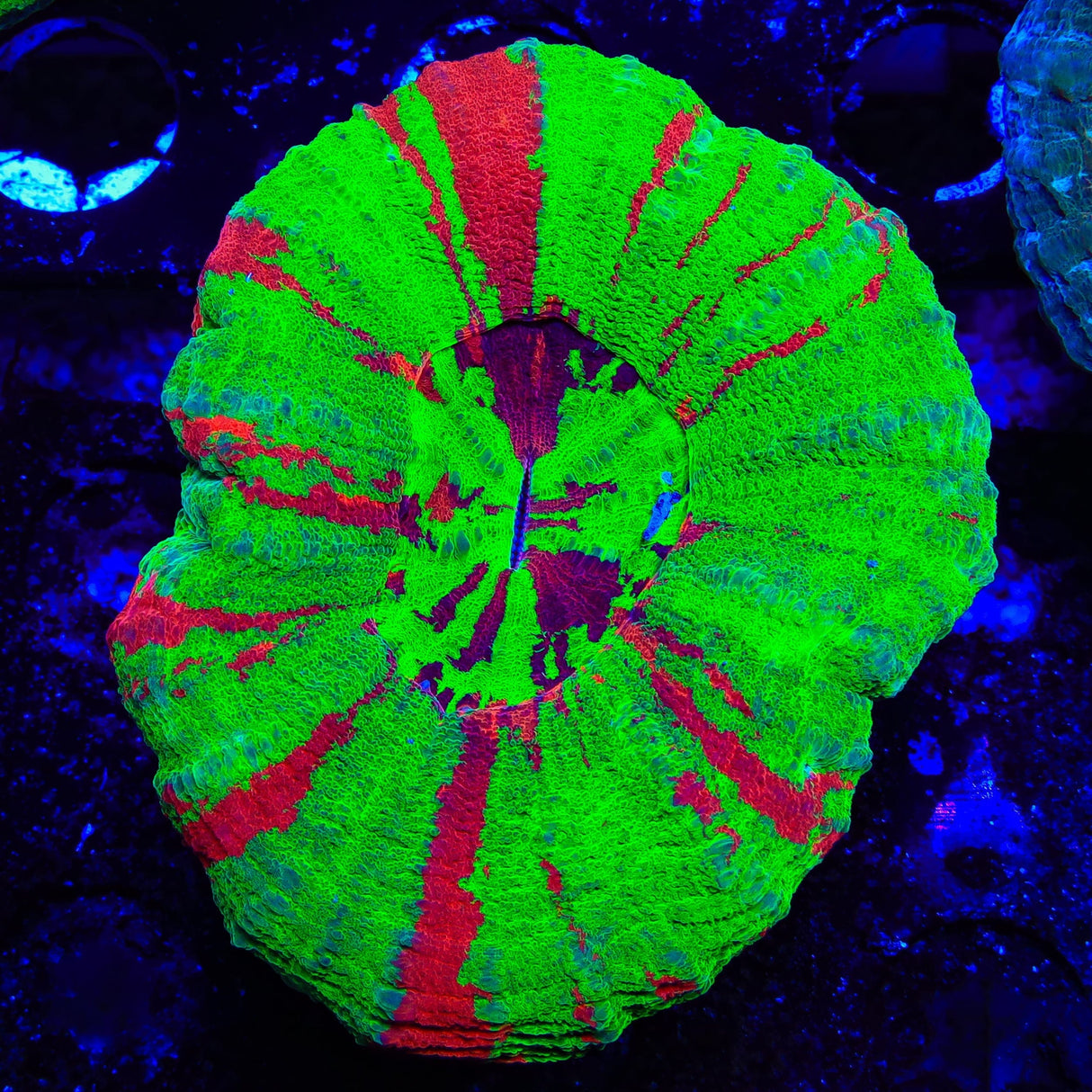 Bleeding Apple Scolymia Coral