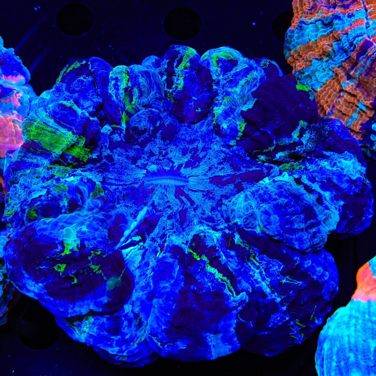 Blue Acanthophyllia Coral