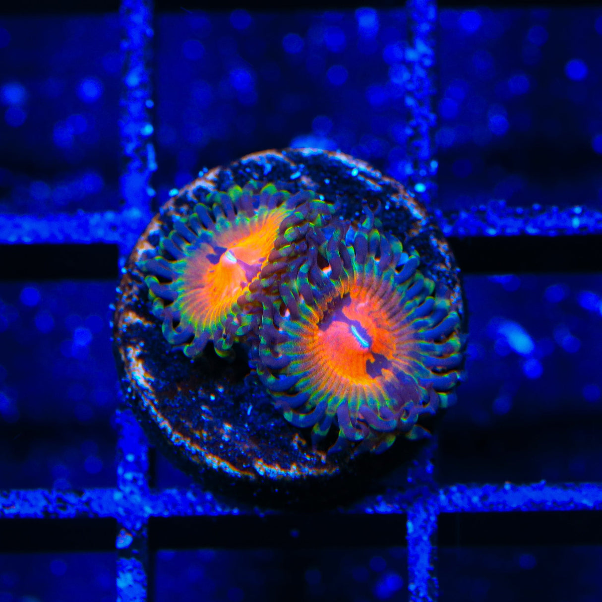 Bow Tie Blaster Zoanthids Coral