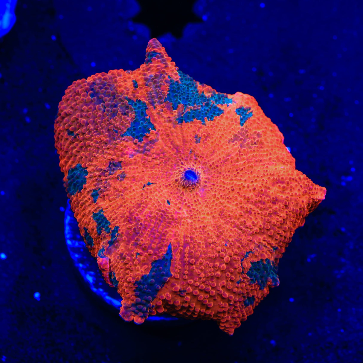 Candy Crush Mushroom Coral