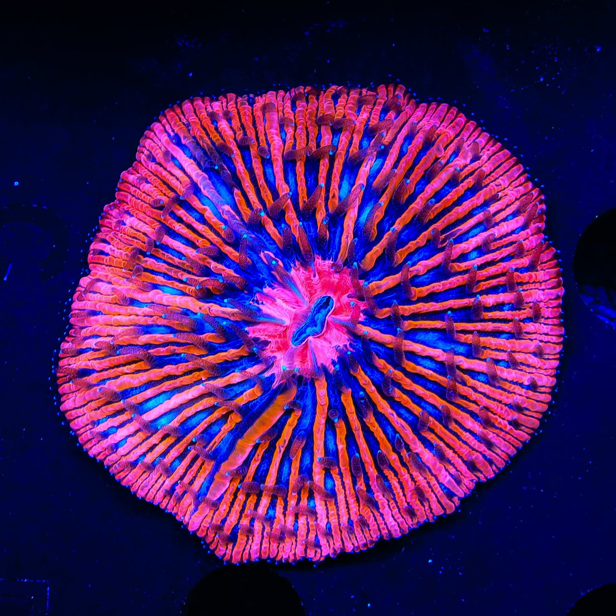 Candy Plate Coral