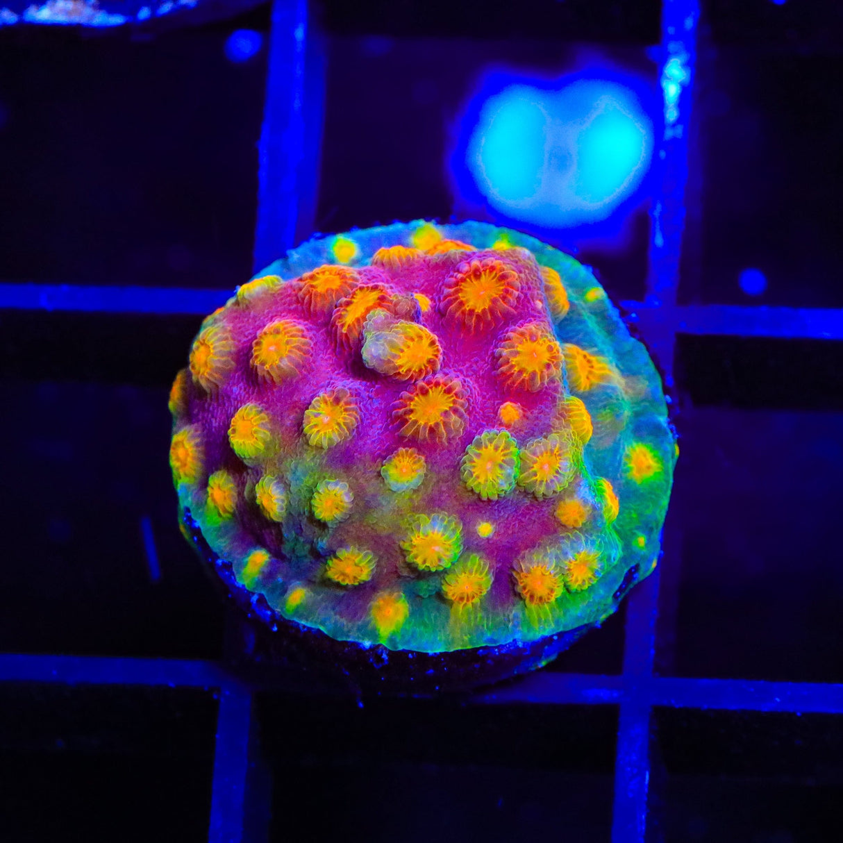 CB Monet Madness Cyphastrea Coral