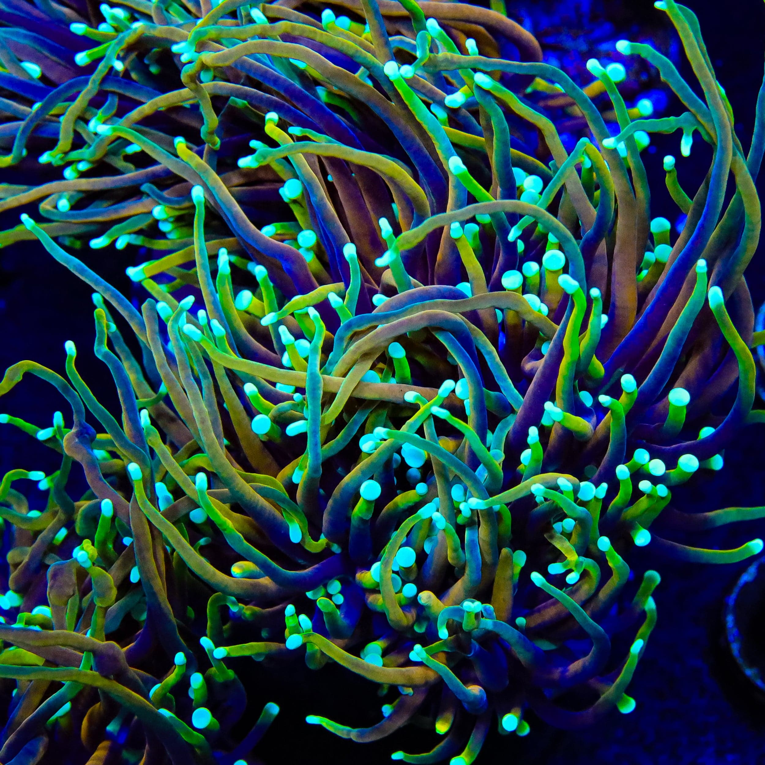 MARINE POLYCRYSTAL PREMIUM 2本セット CC 21 Tails Torch Coral – Top Shelf Aquatics