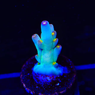CCH Icarus Acropora Coral