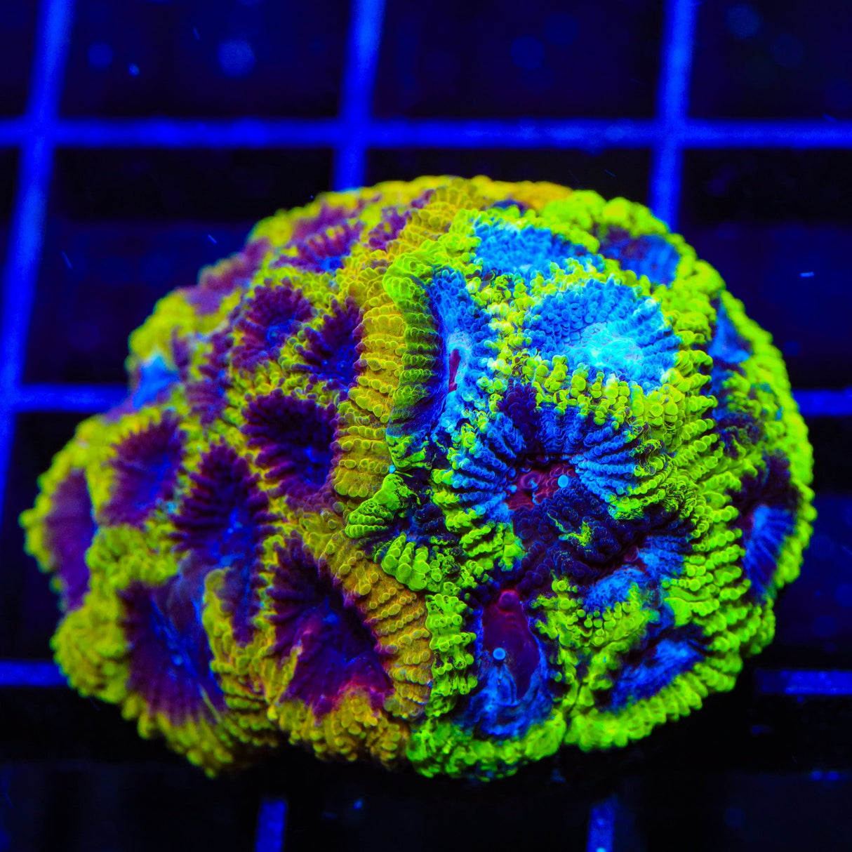 Combo Wolverine and Black Mamba Favia Coral