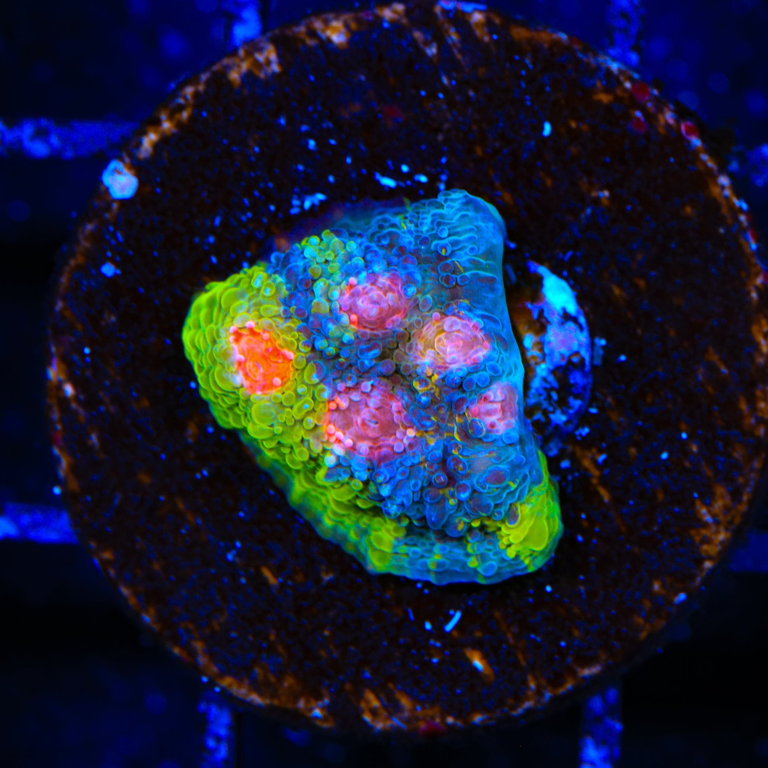 Crayola Meltdown Chalice Coral – Top Shelf Aquatics