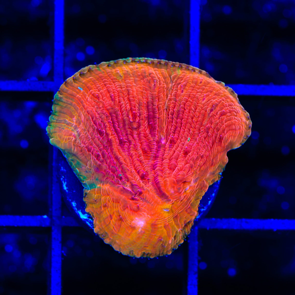 Diablo Grafted Diaseris Plate Coral