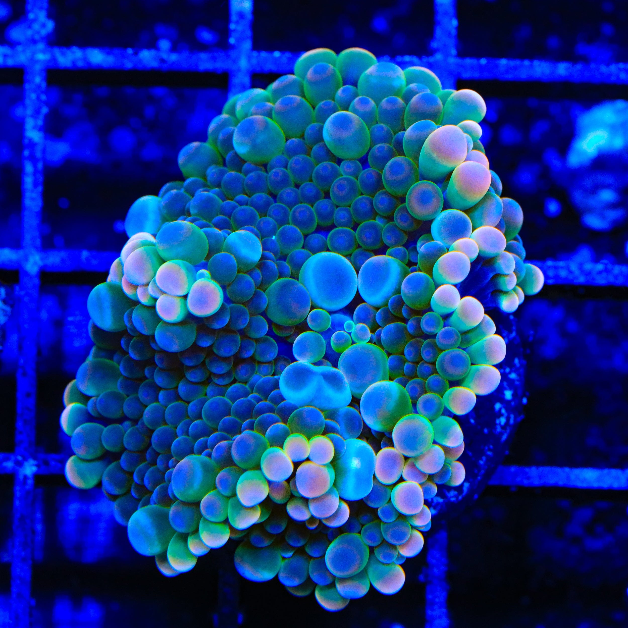 Flash Burn Yuma Coral – Top Shelf Aquatics
