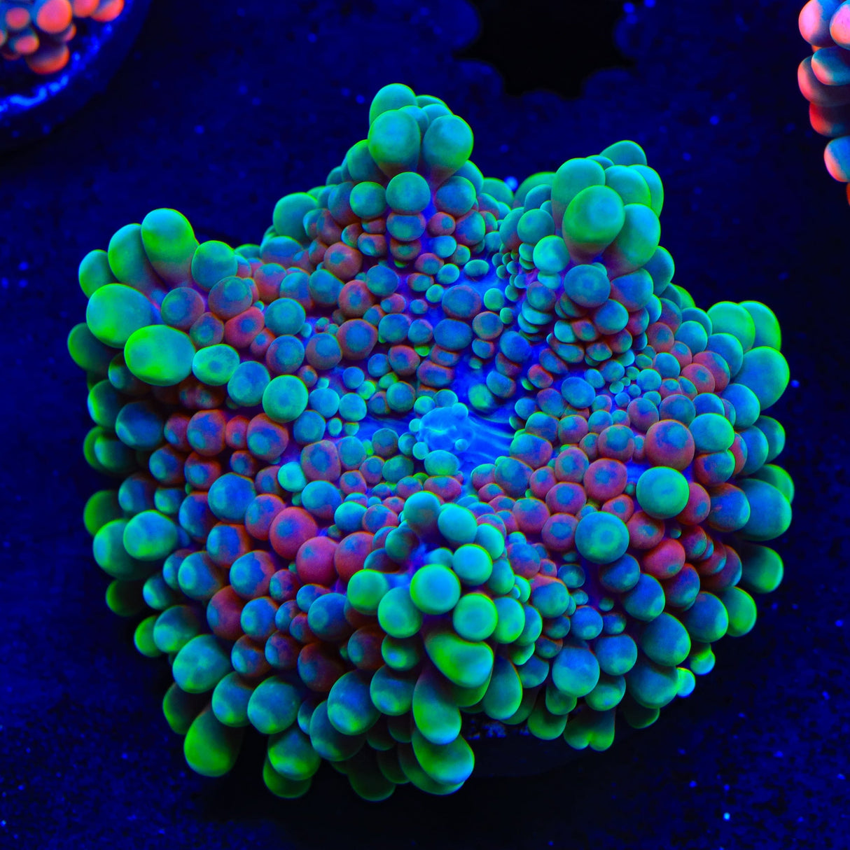 Fruit Slice Yuma Coral