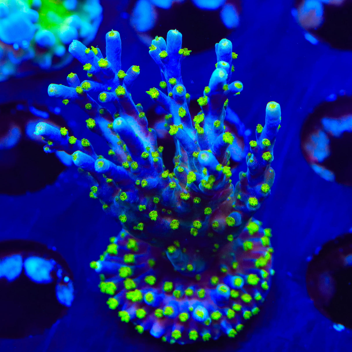 Garf Bonsai Acropora XL Frag Coral