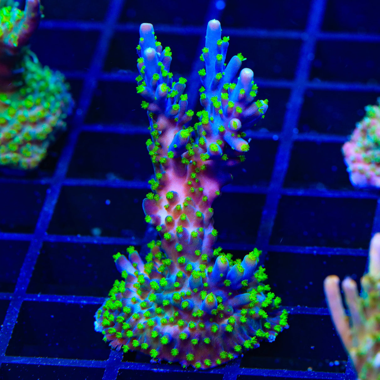 Garf Bonsai Acropora XL Frag Coral