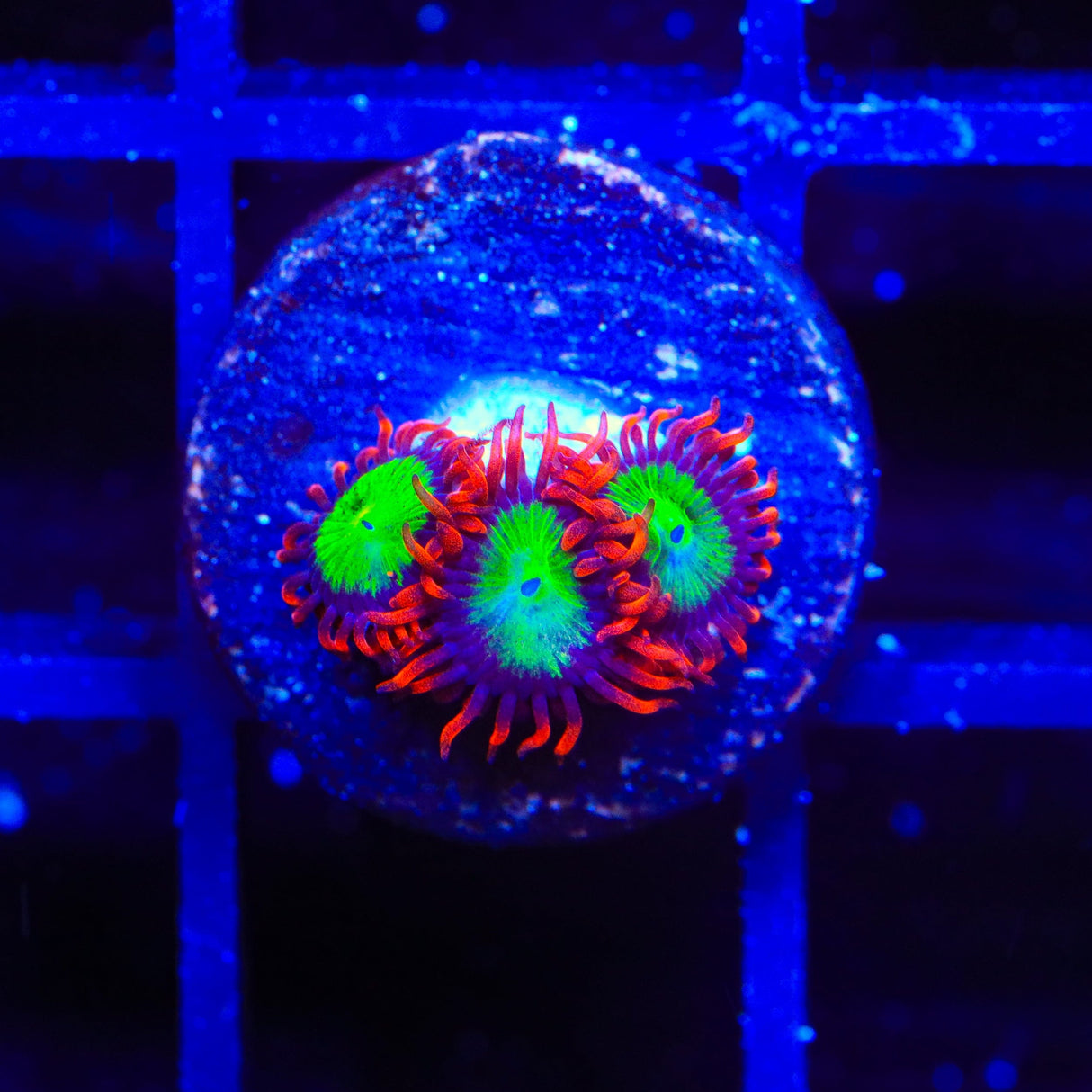 Goblins on Fire Zoanthids Coral