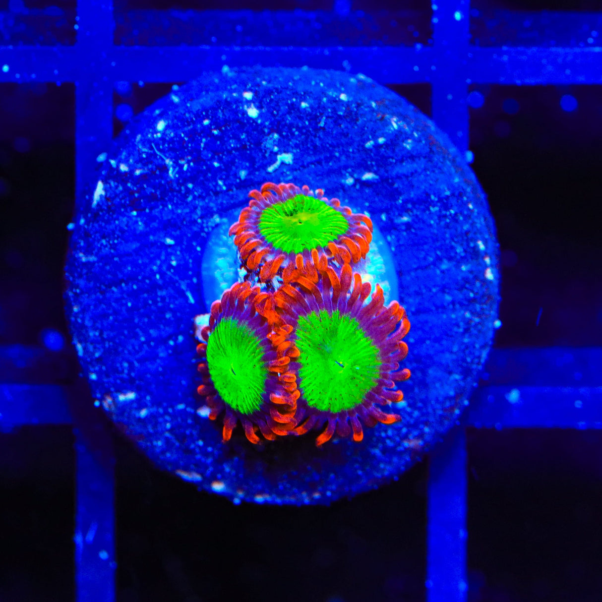 Goblins on Fire Zoanthids Coral