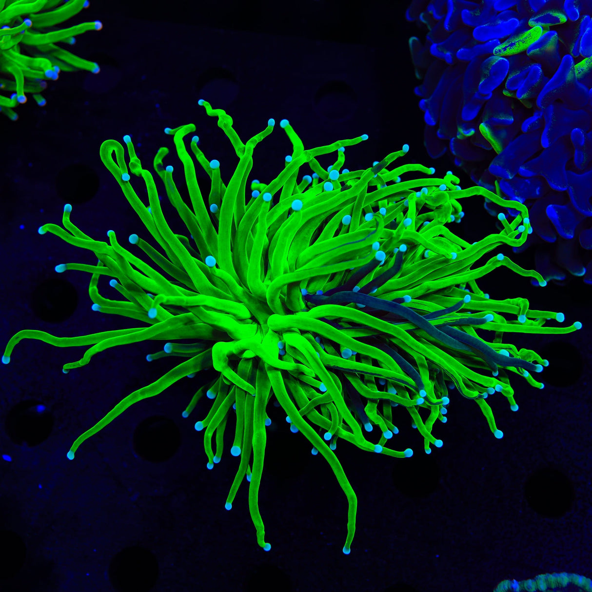 Grafted Holy Grail Torch Coral
