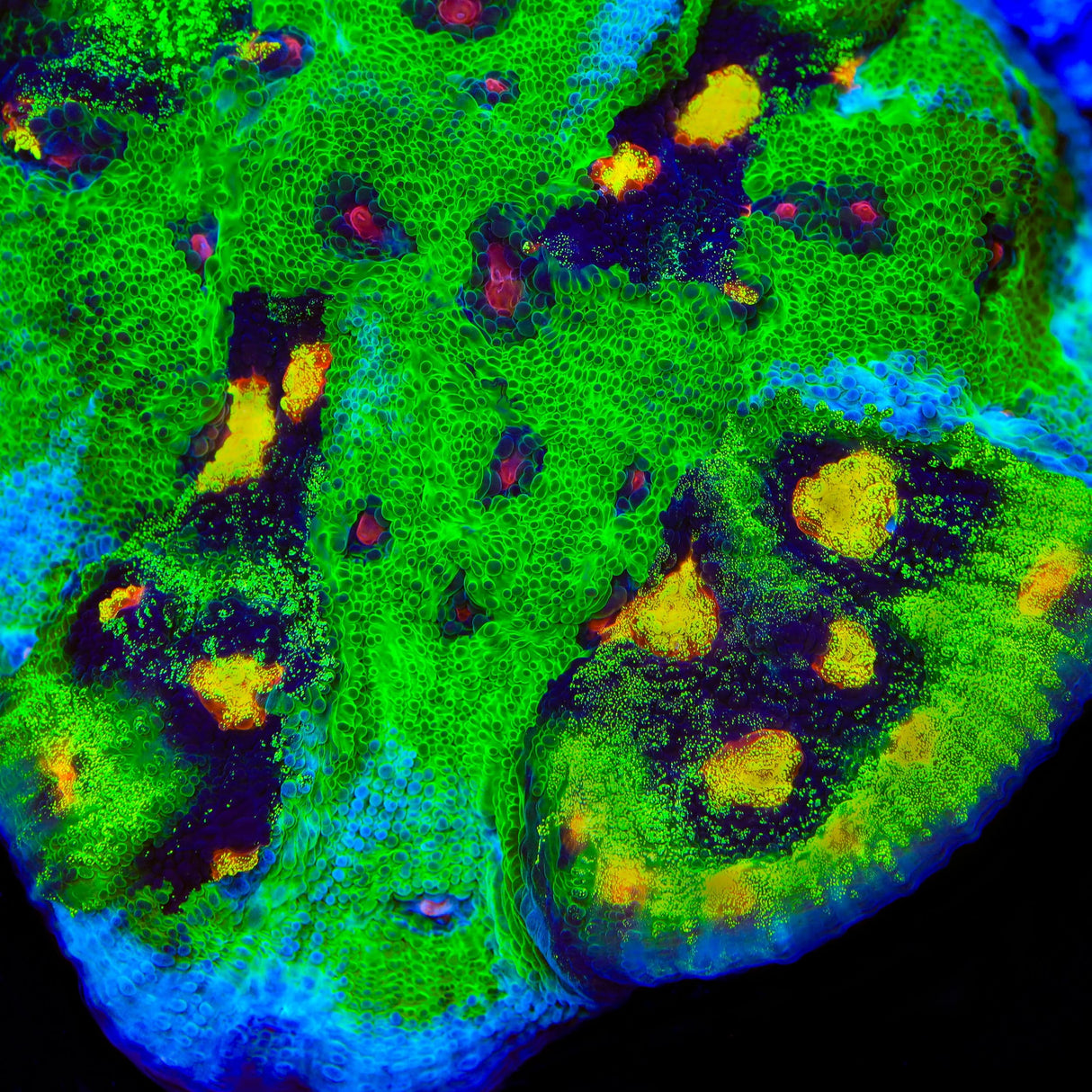 Grafted JF Raja Rampage Chalice Coral