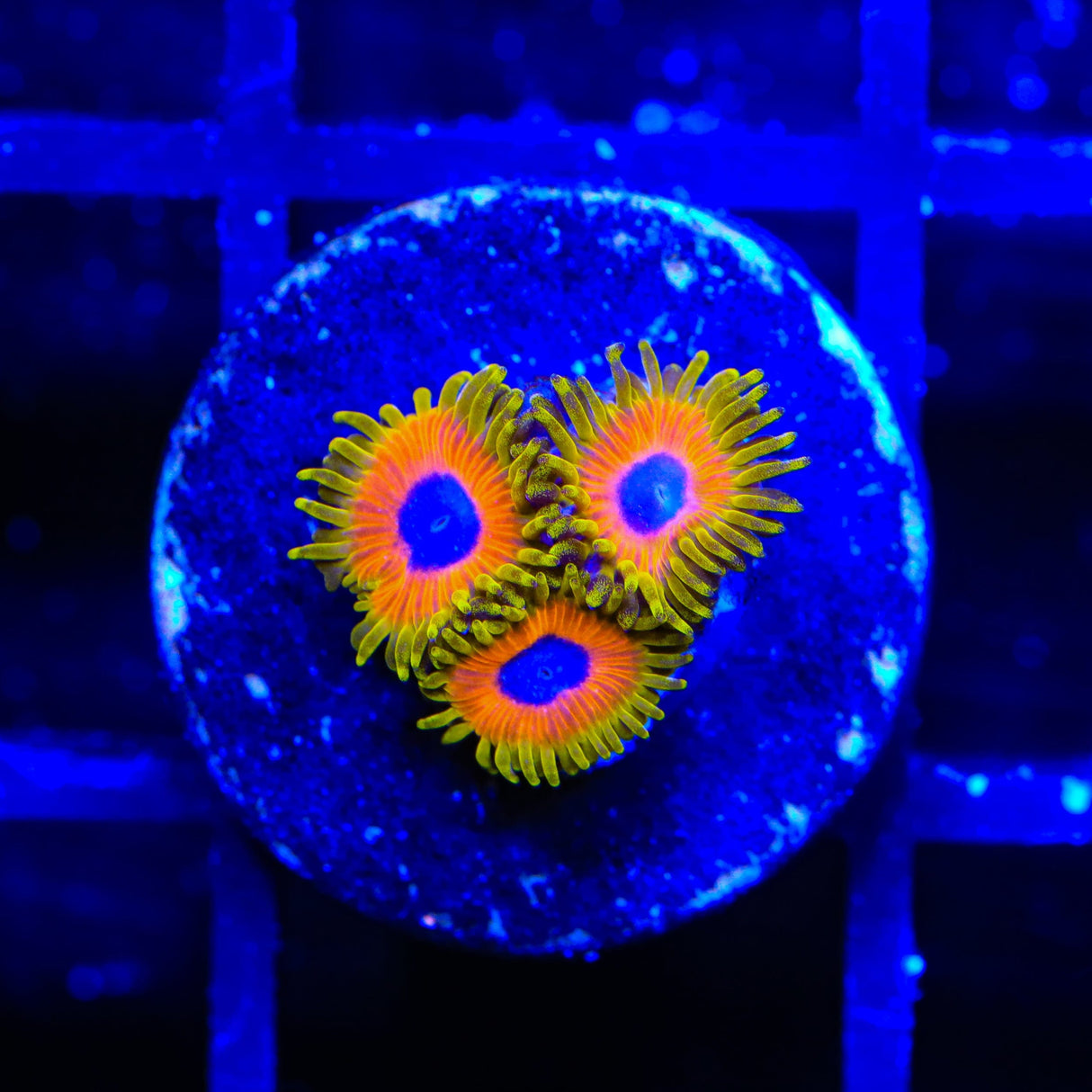 Great Owl Zoanthids Coral