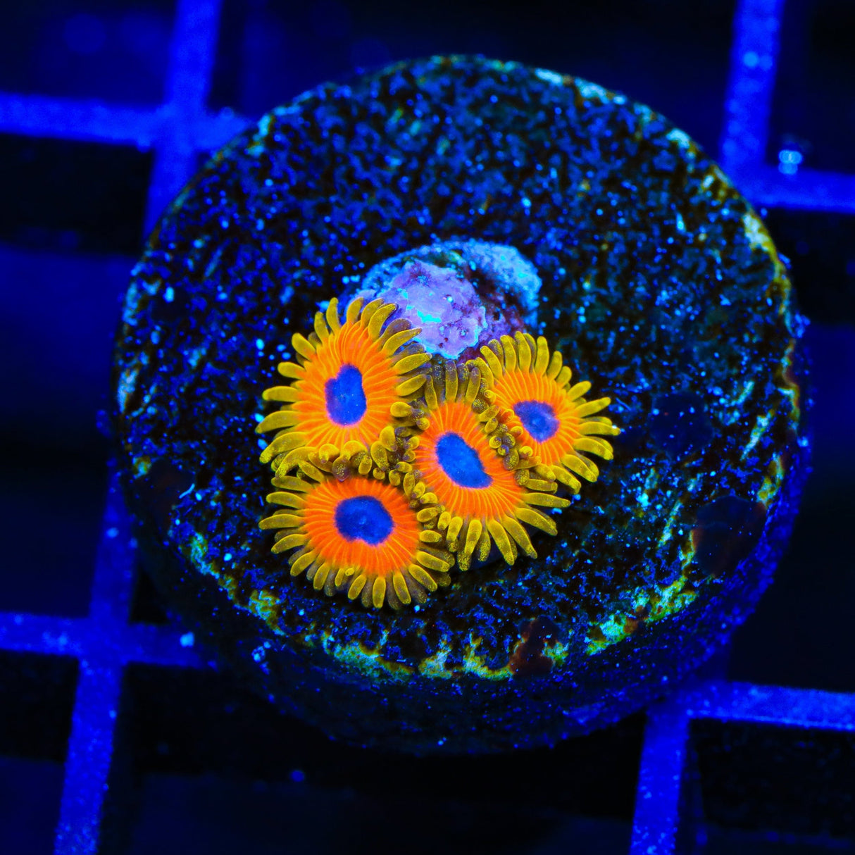 Great Owl Zoanthids Coral