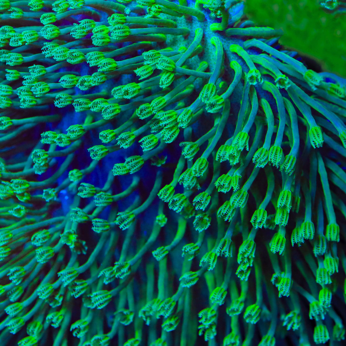 Green Long Polyp Toadstool Leather Coral