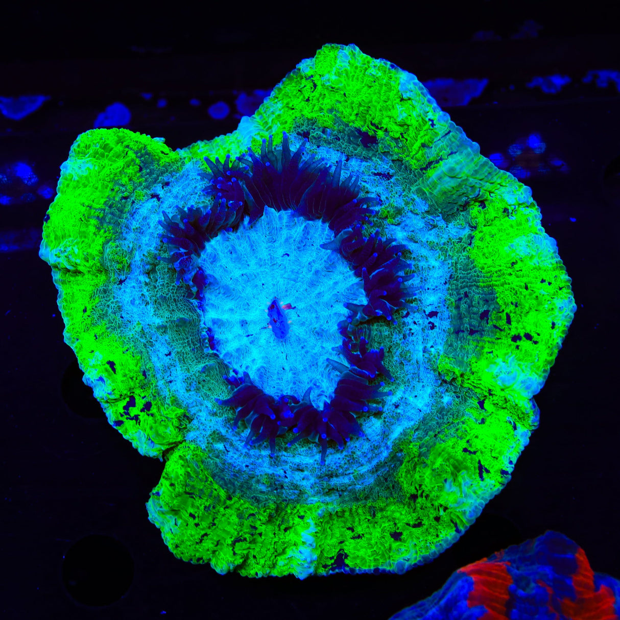 Green Ring Acanthophyllia Coral