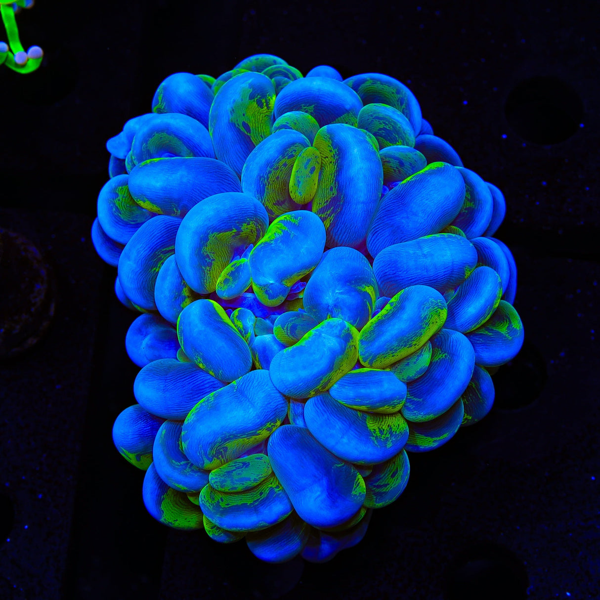 Green Splatter Bubble Coral