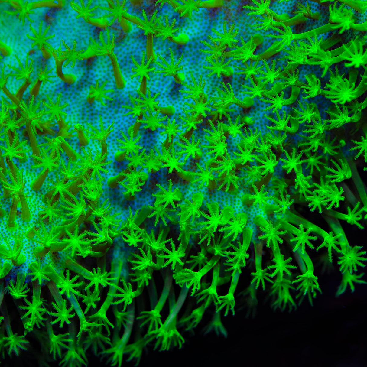 Highlighter Toadstool Leather Coral