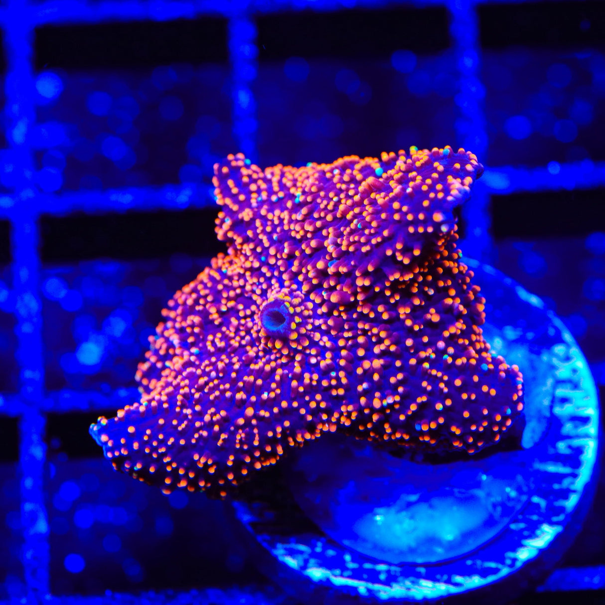 Interstellar Mushroom Coral