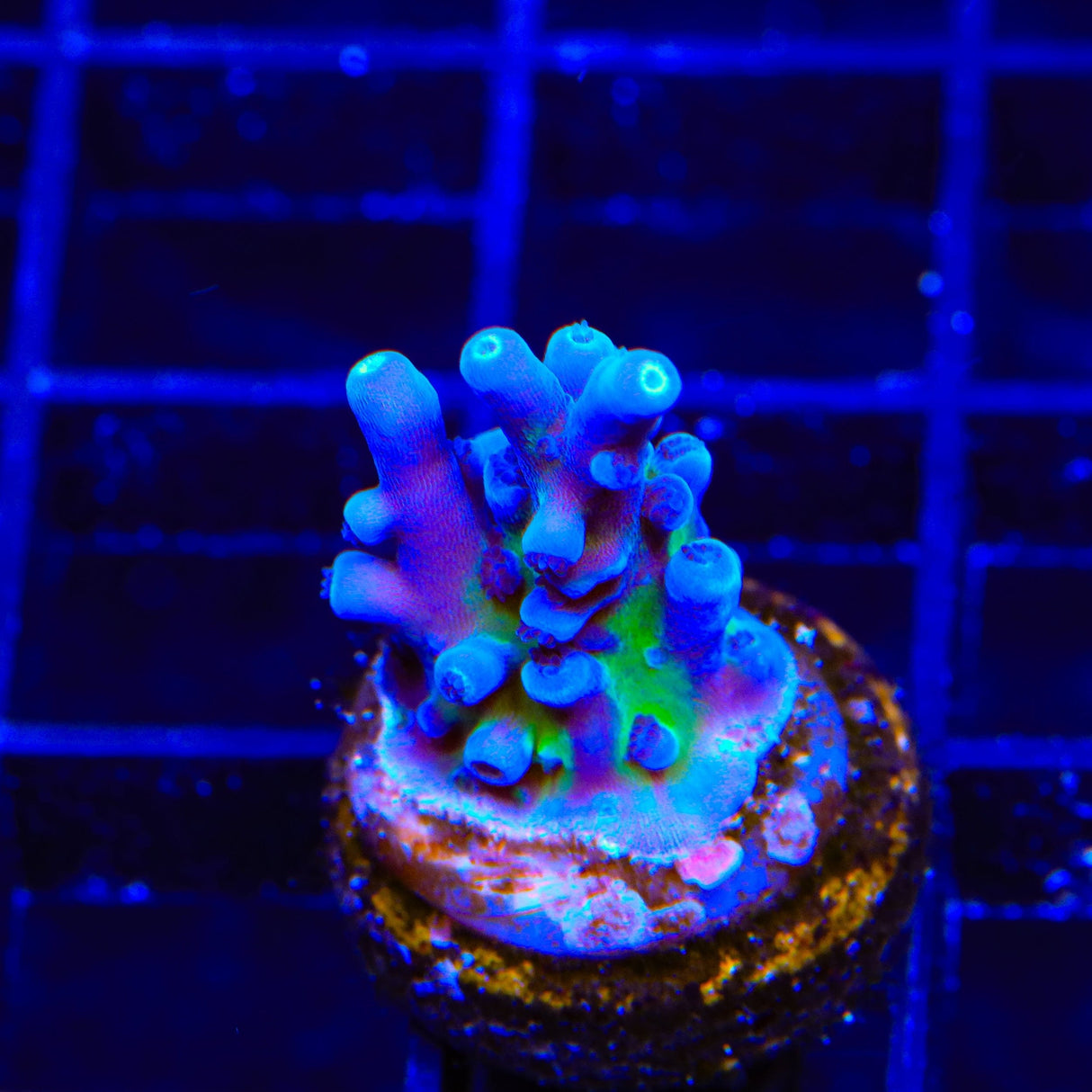 Jake Adams Immortal Tort Acropora Coral