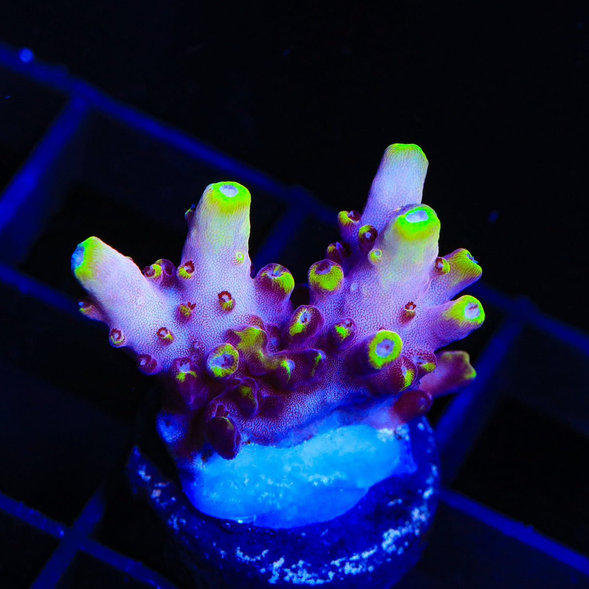 JF Fox Flame Acropora Coral