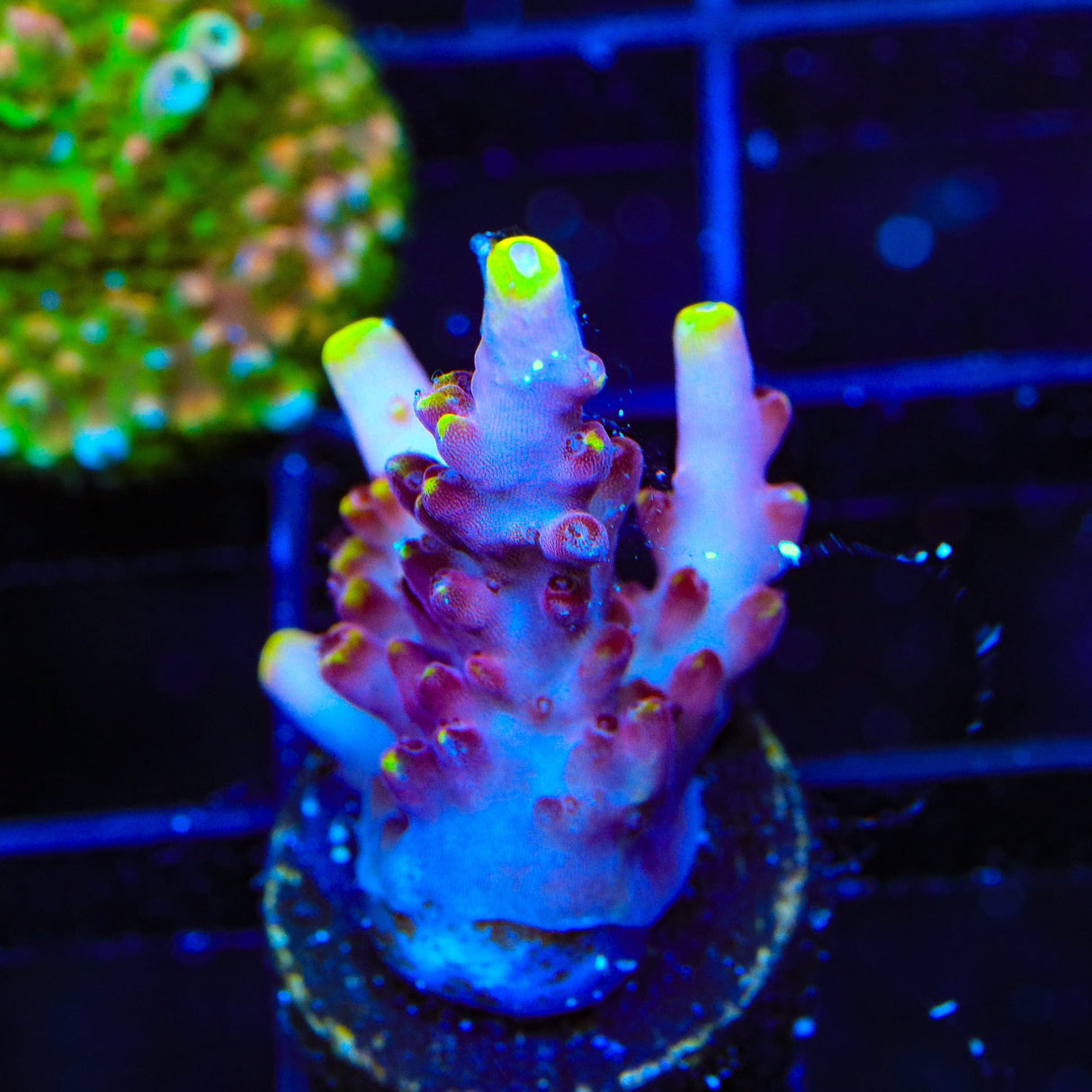 JF Fox Flame Acropora Coral