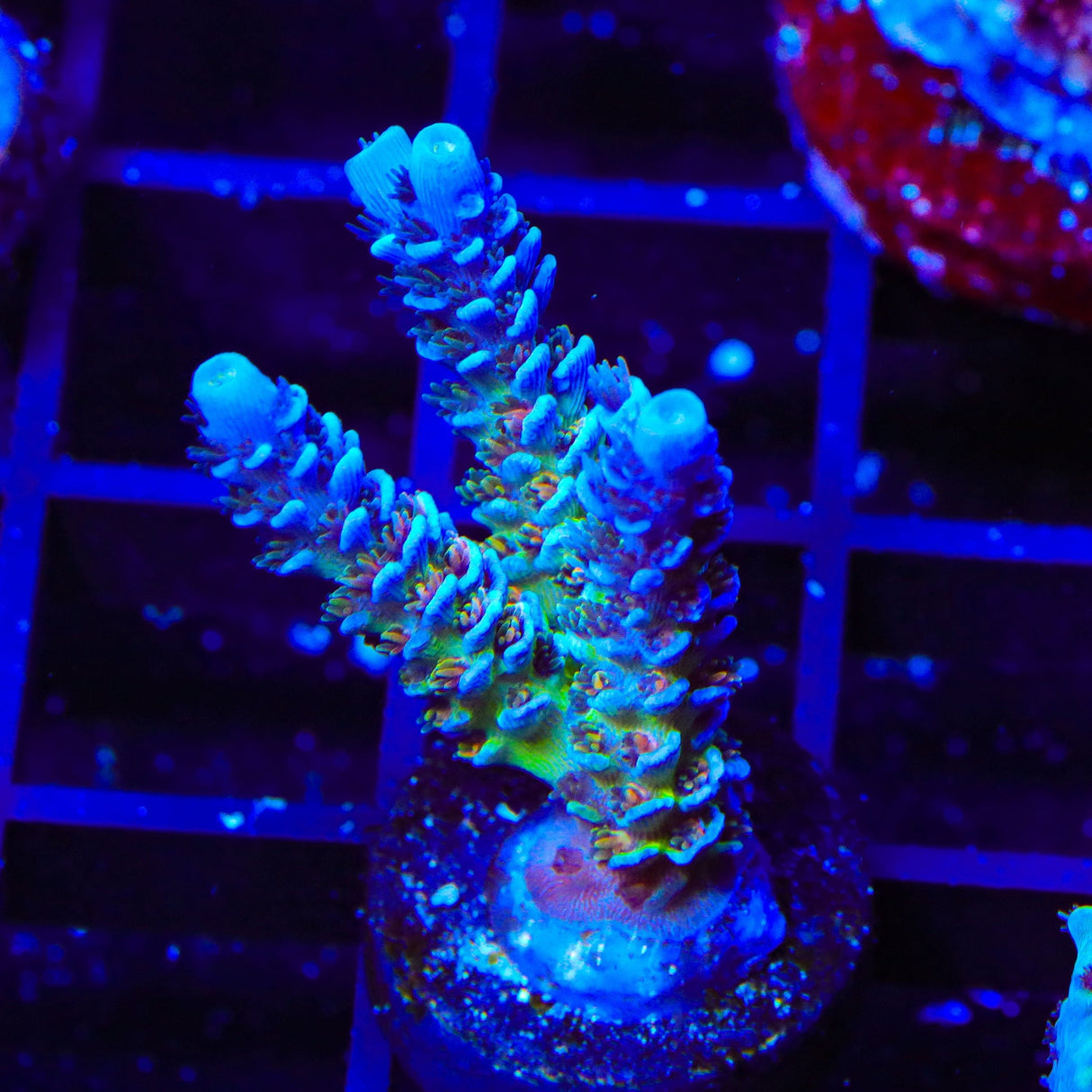 JF Jolt Acropora Coral