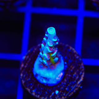 JF Jolt Acropora Coral