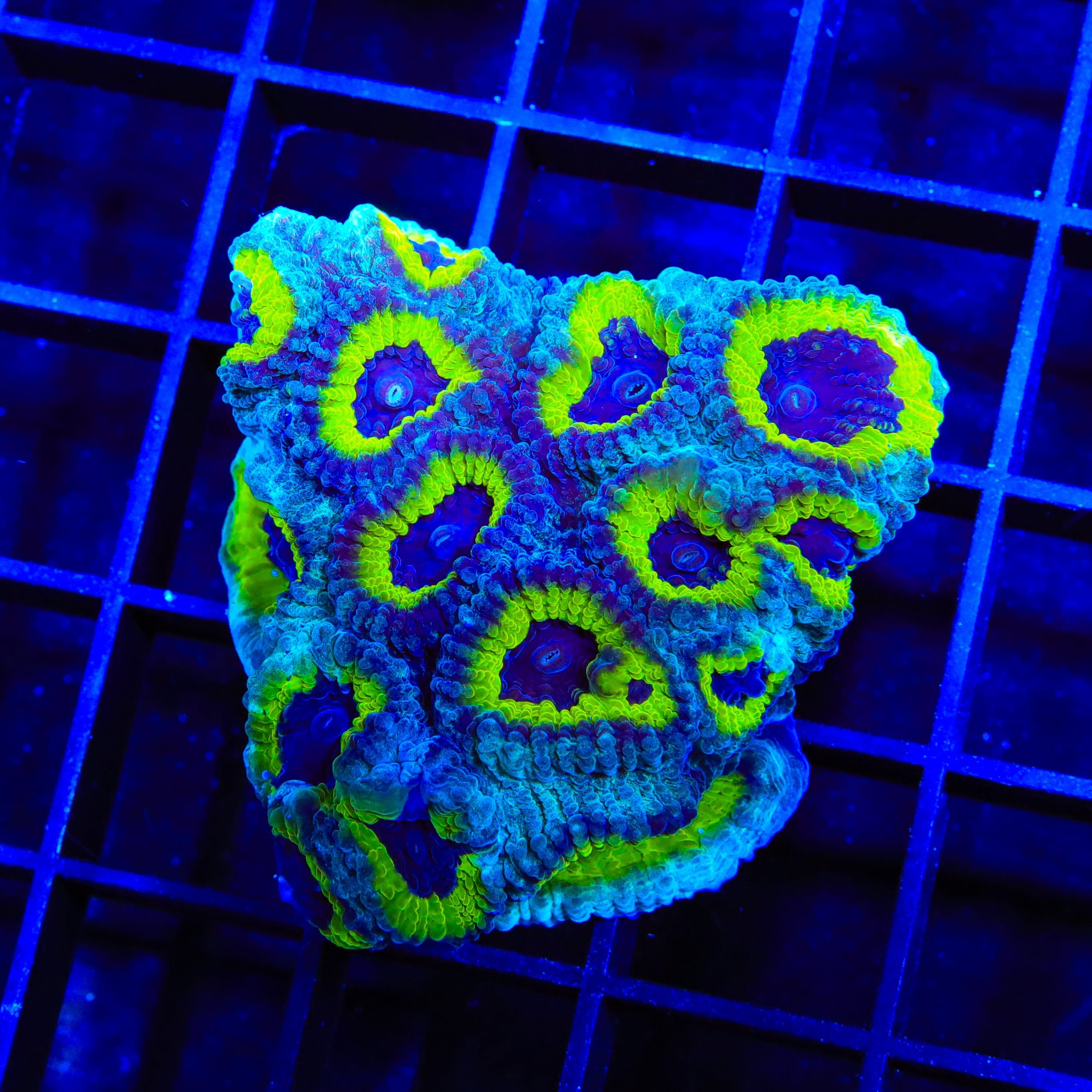 JF Purple People Eater Favia XL Frag Coral – Top Shelf Aquatics