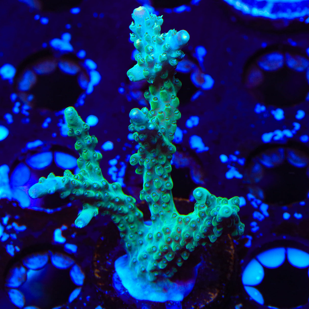 JF Shocktart Acropora XL Frag Coral