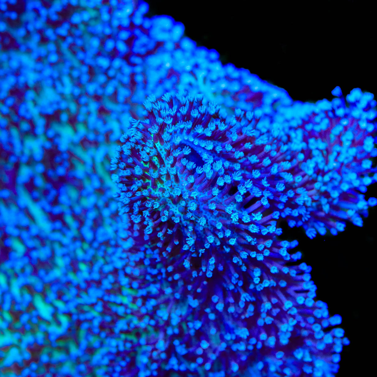 Long Polyp Toadstool Leather Coral