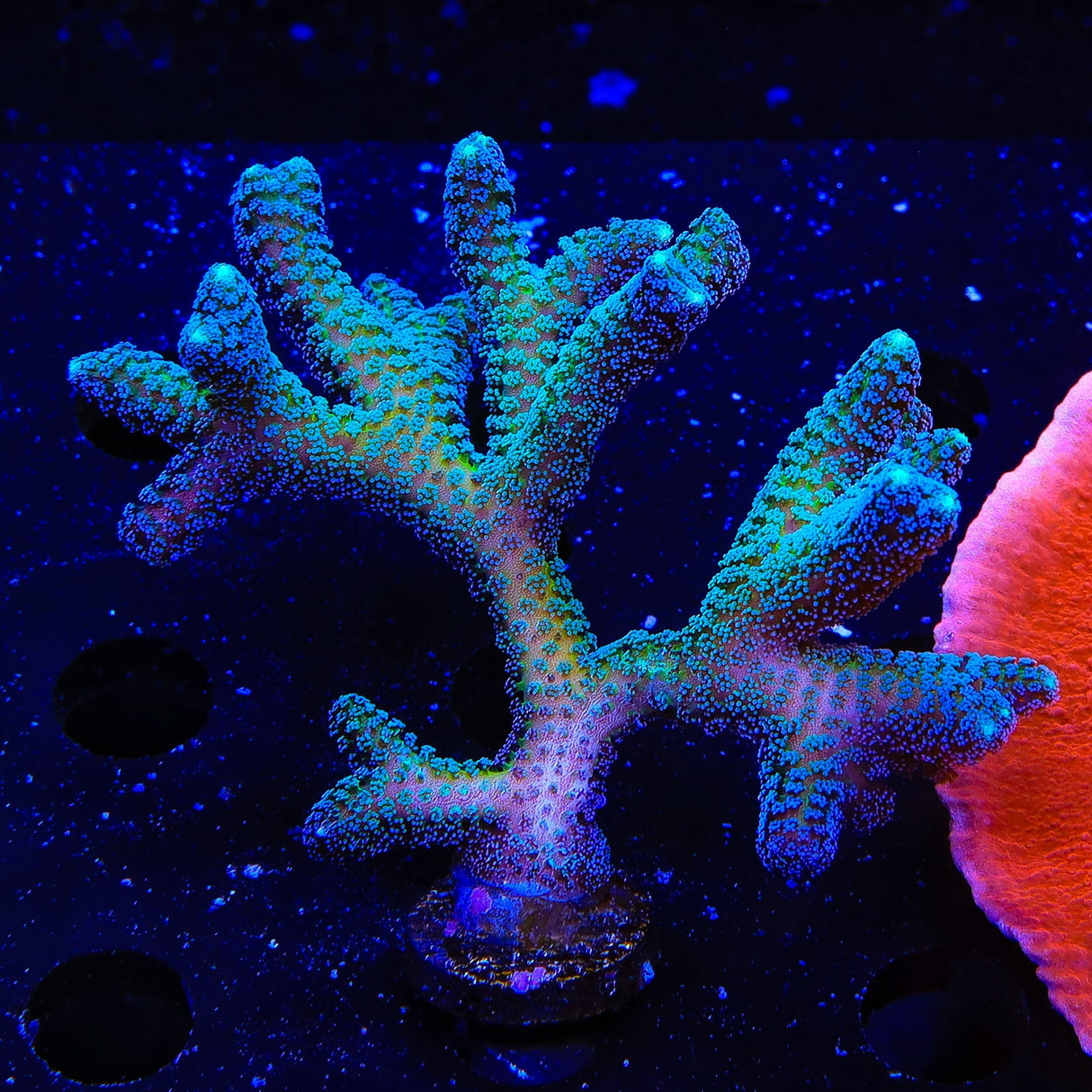 ORA Bird of Paradise XL Frag Coral