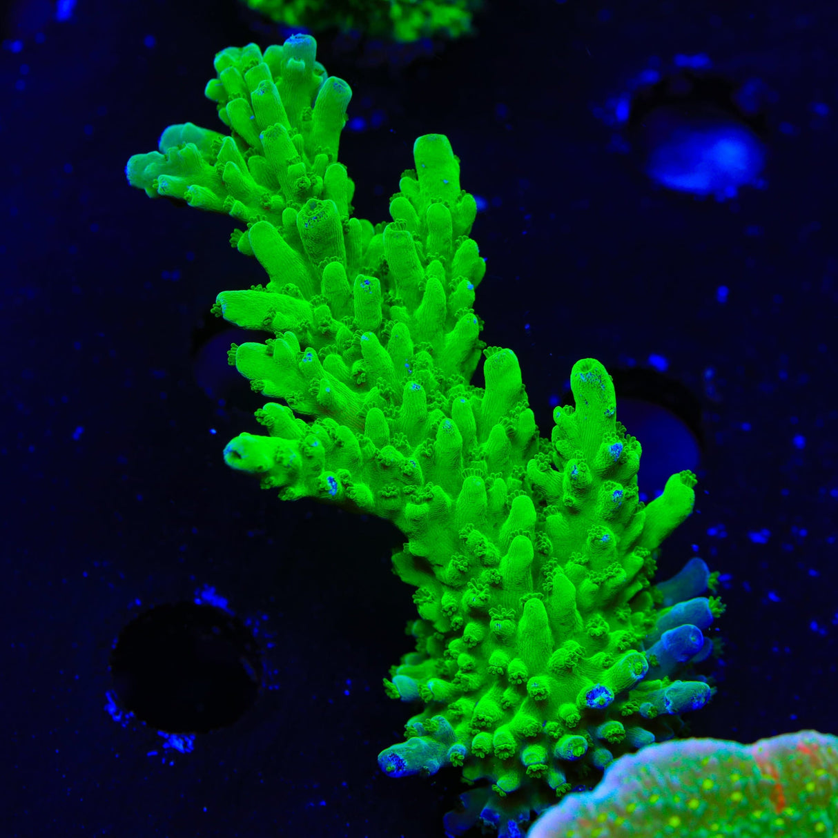 ORA Frogskin Acropora XL Frag Coral