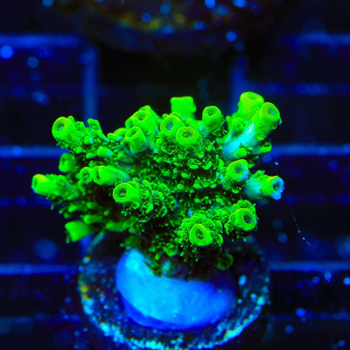 ORA Green Planet Acropora Coral