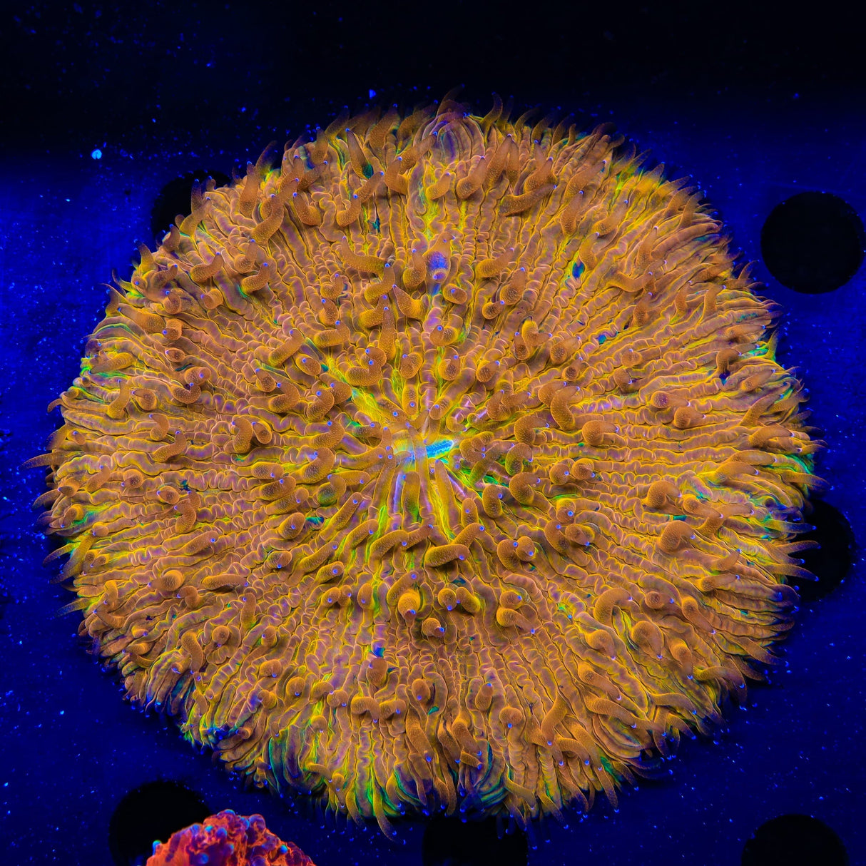 Orange Rainbow Plate Coral