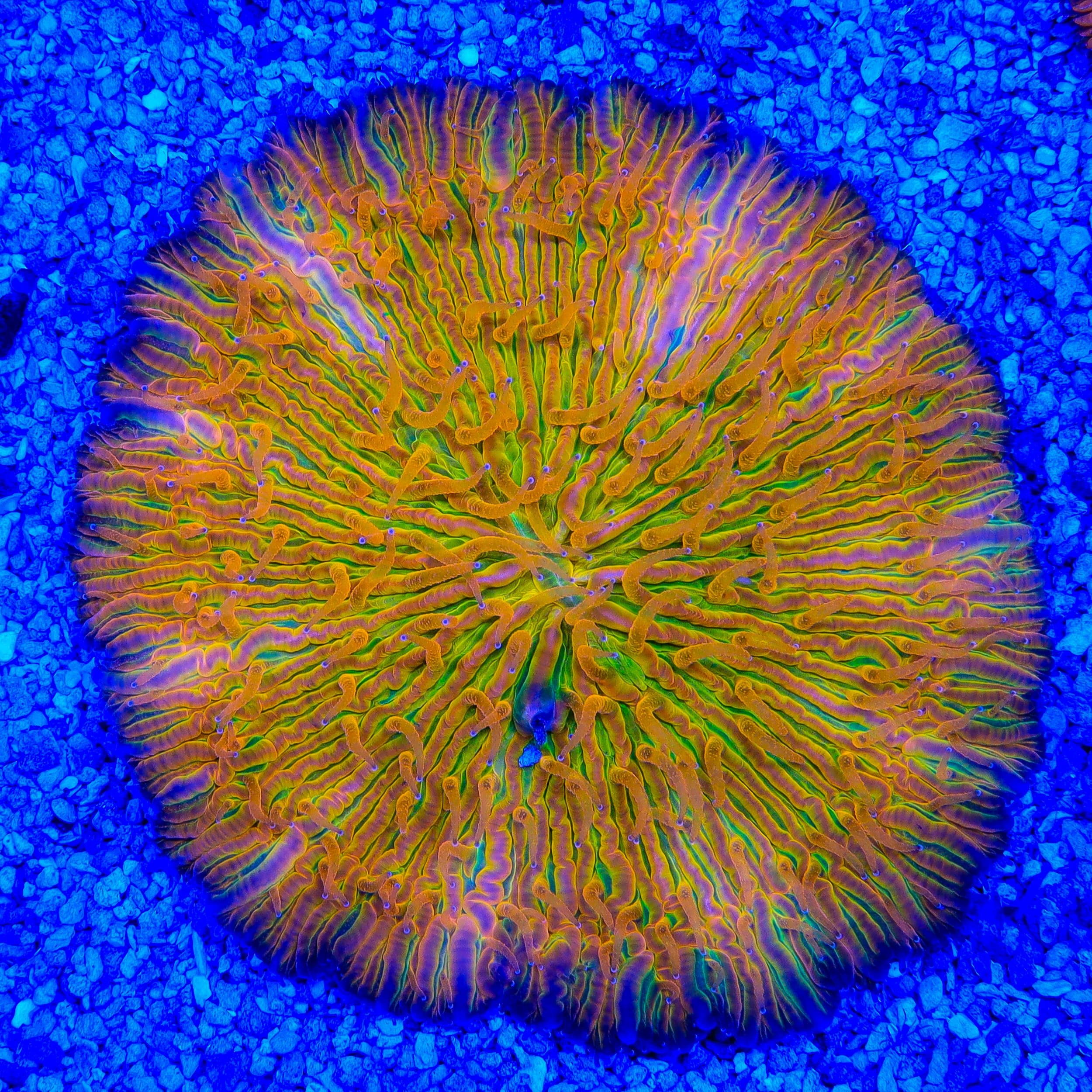 Orange Rainbow Plate Coral – Top Shelf Aquatics