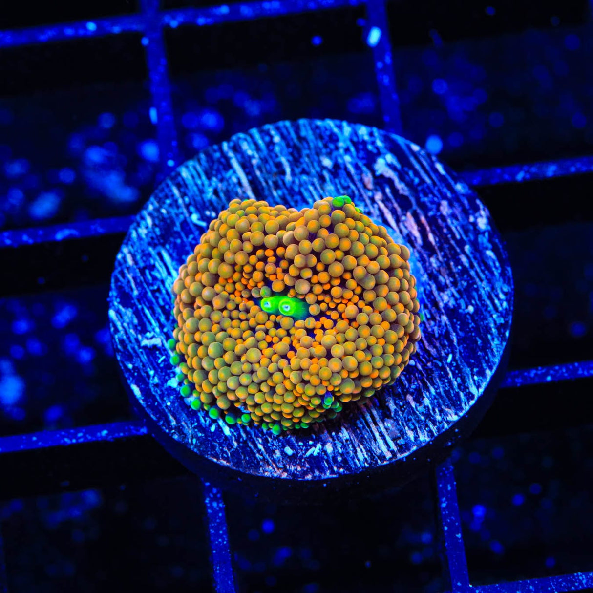 Orange Rainbow Ricordea Coral