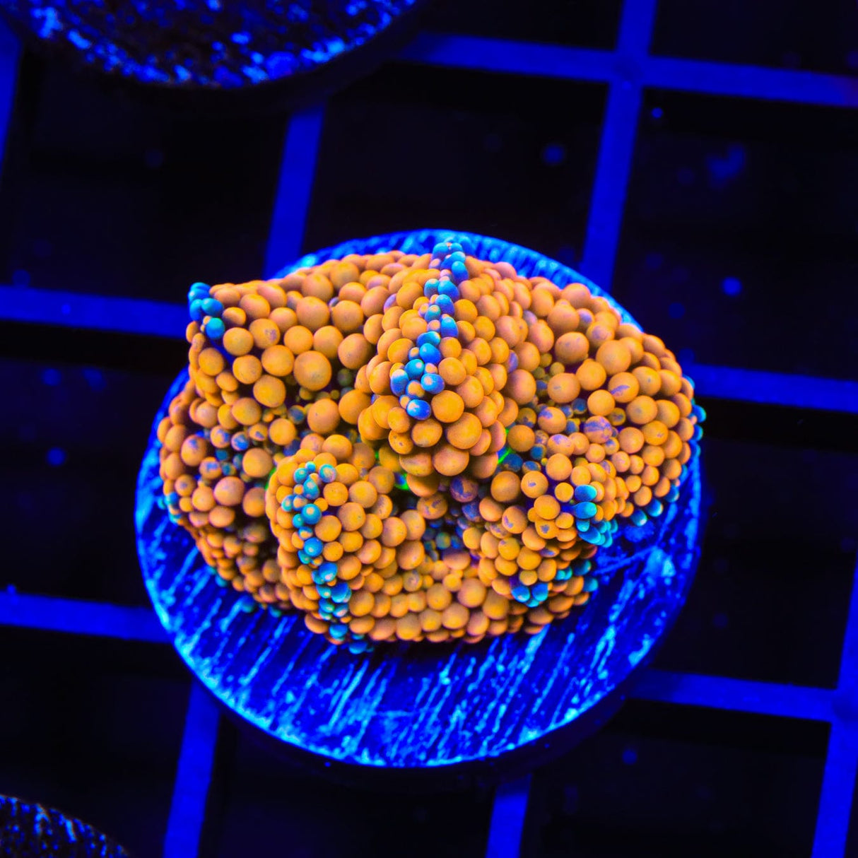 Orange Rainbow Ricordea Coral