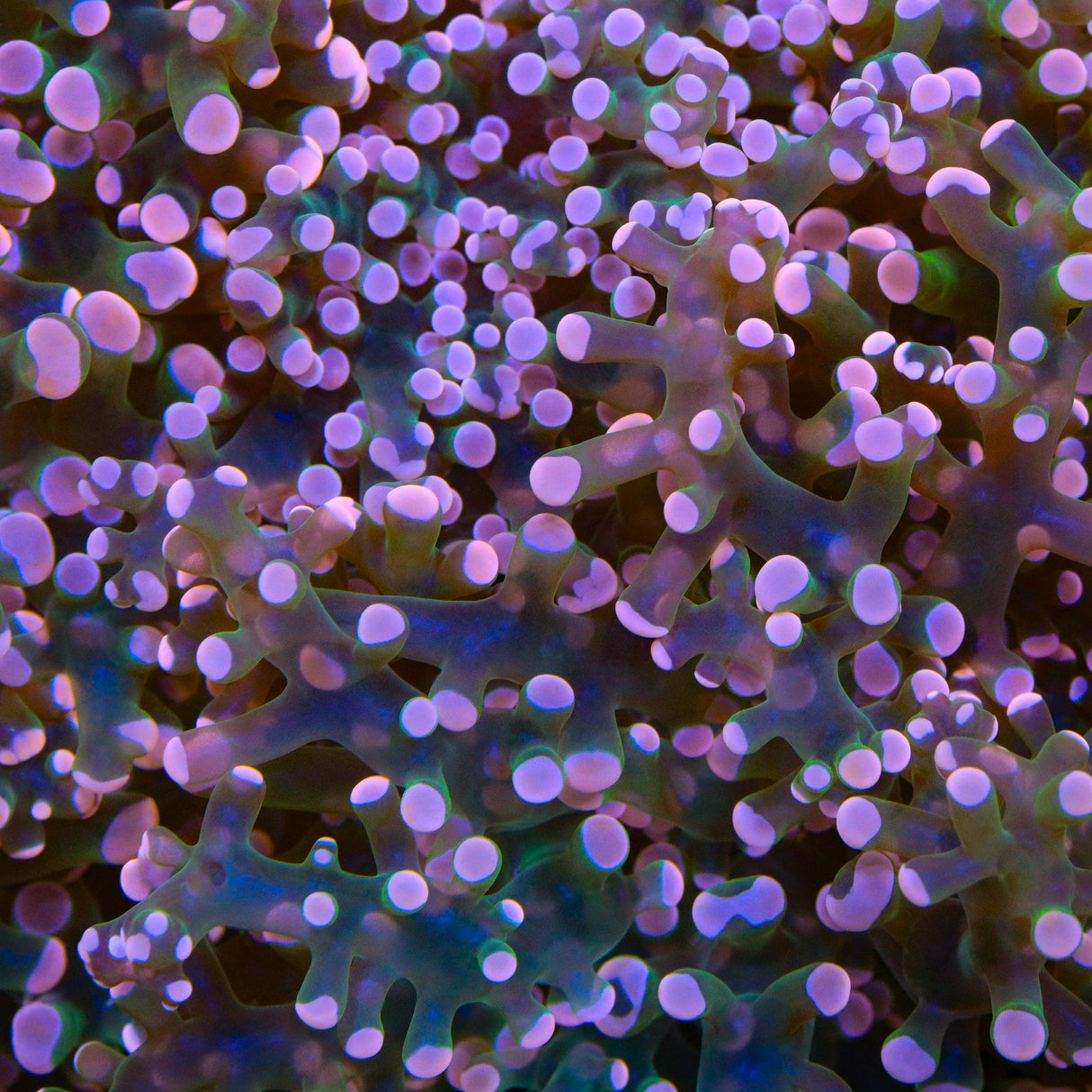 Pink Frogspawn Coral