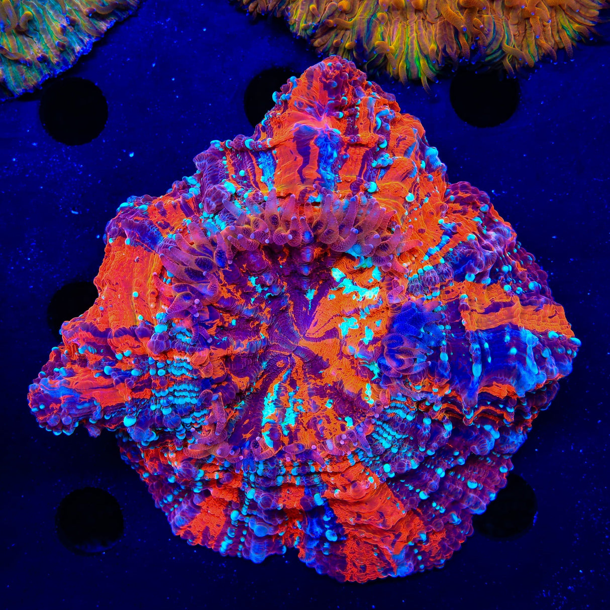 Rainbow Acanthophyllia Coral
